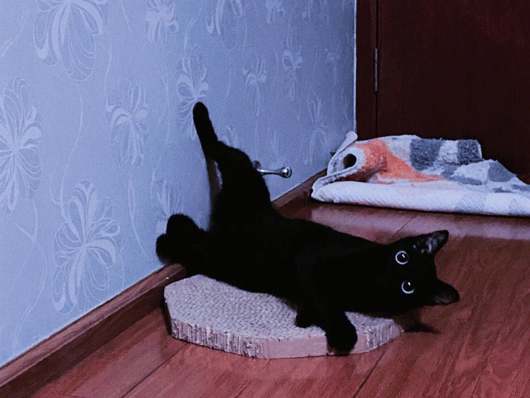 玩疯了小黑猫照片图片