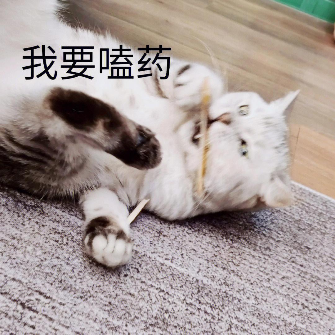 往左滑猫表情