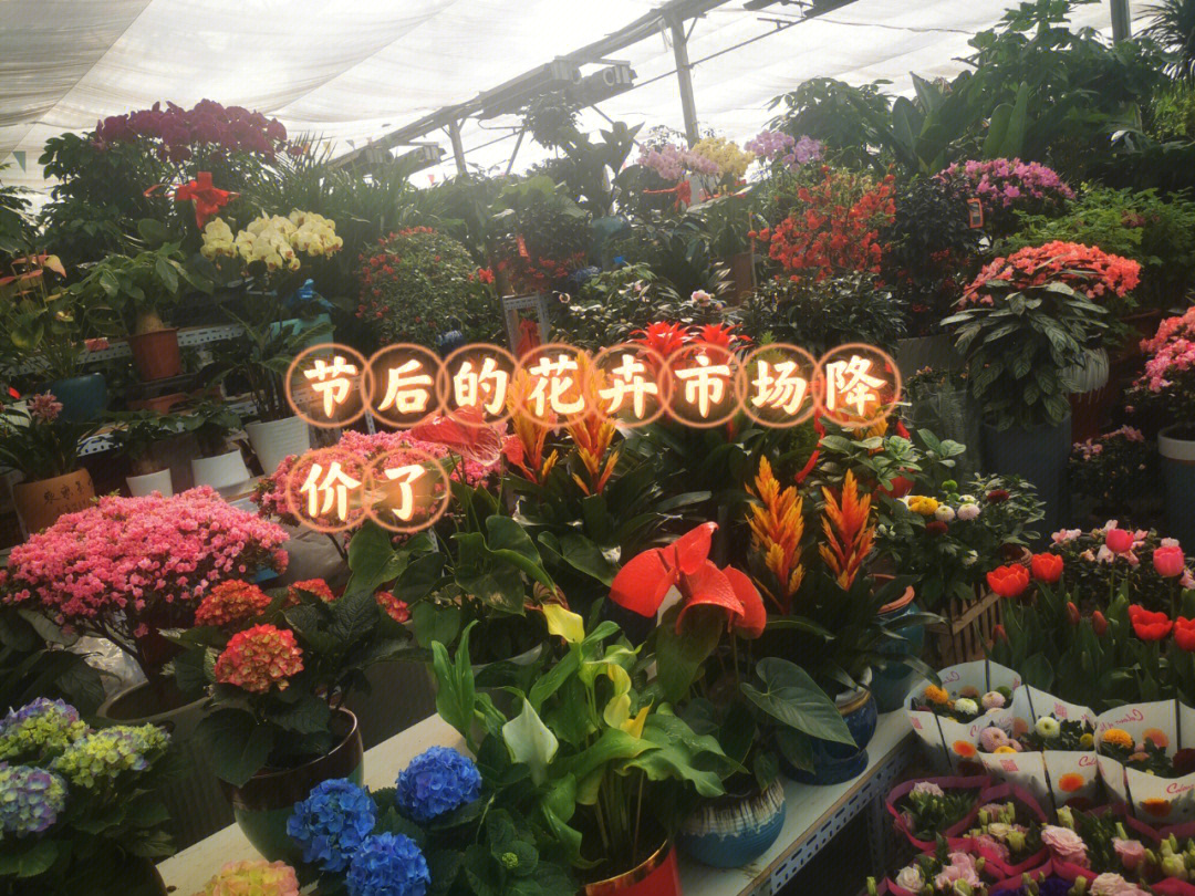 北京城里春节后的花卉市场捡漏