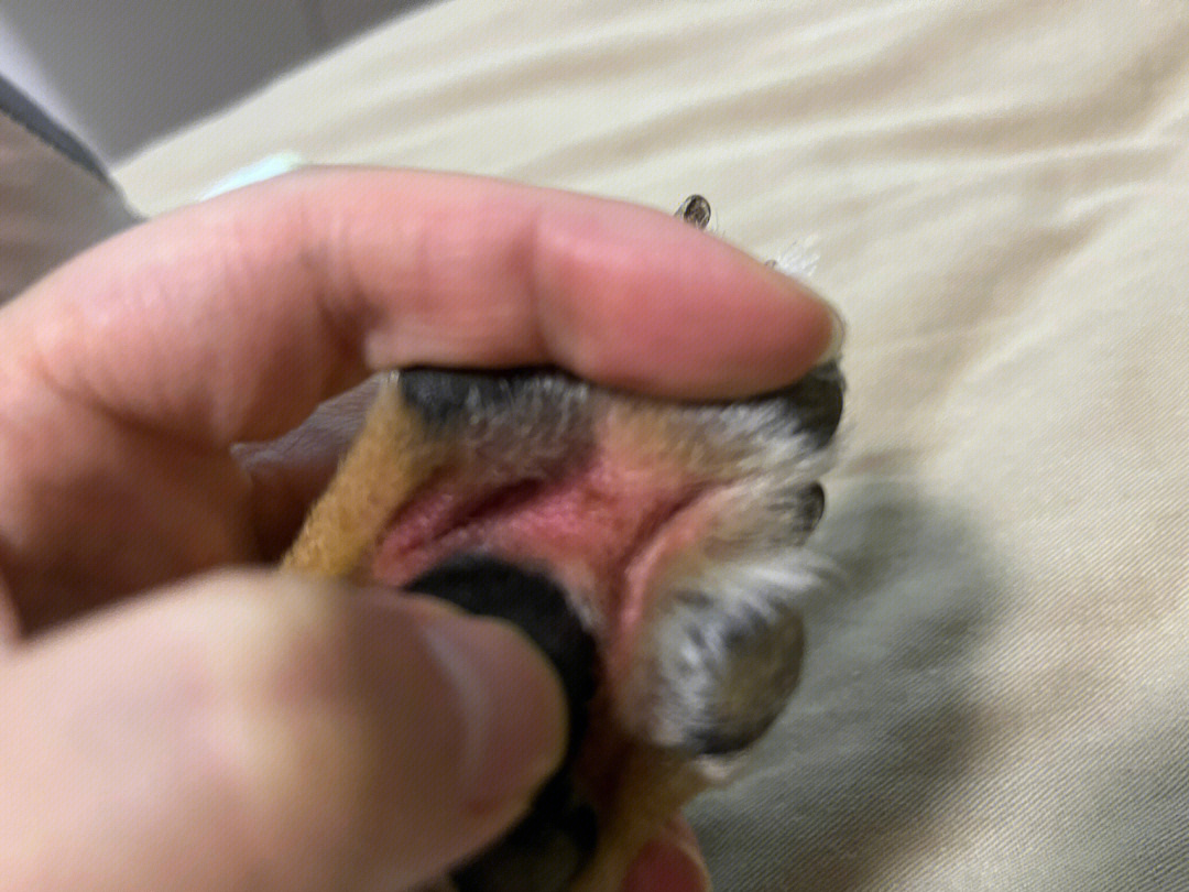 狗趾间炎用红霉素软膏图片