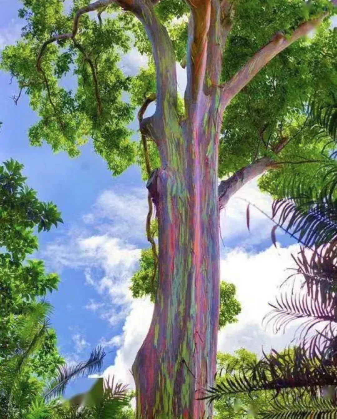 彩虹桉树的危害图片