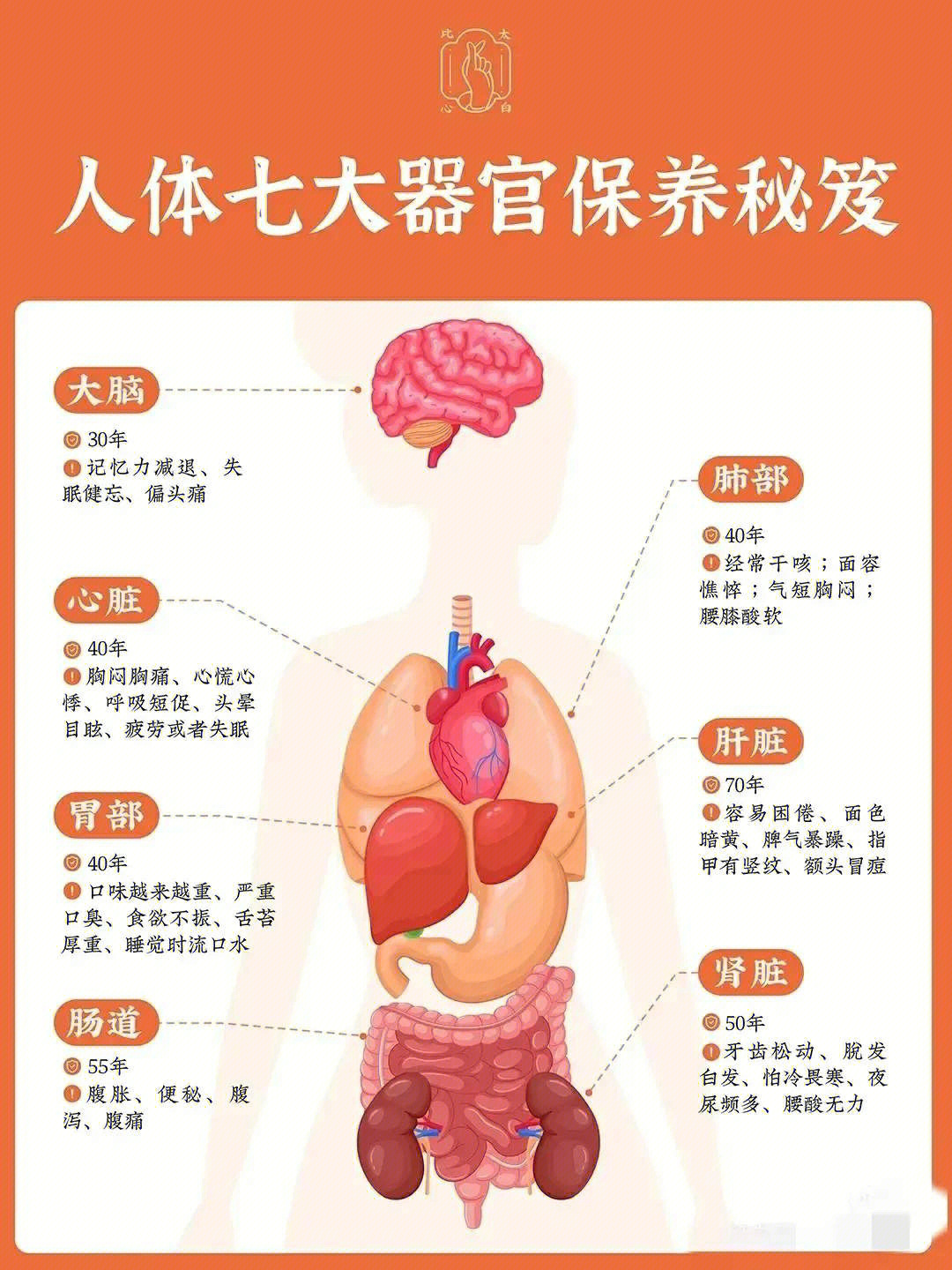 人体器官功能与作用图图片