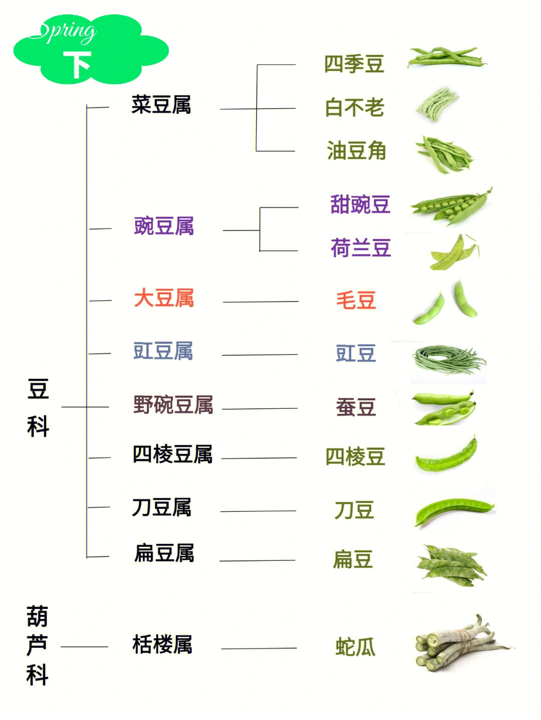 扁豆和四季豆的区别图片