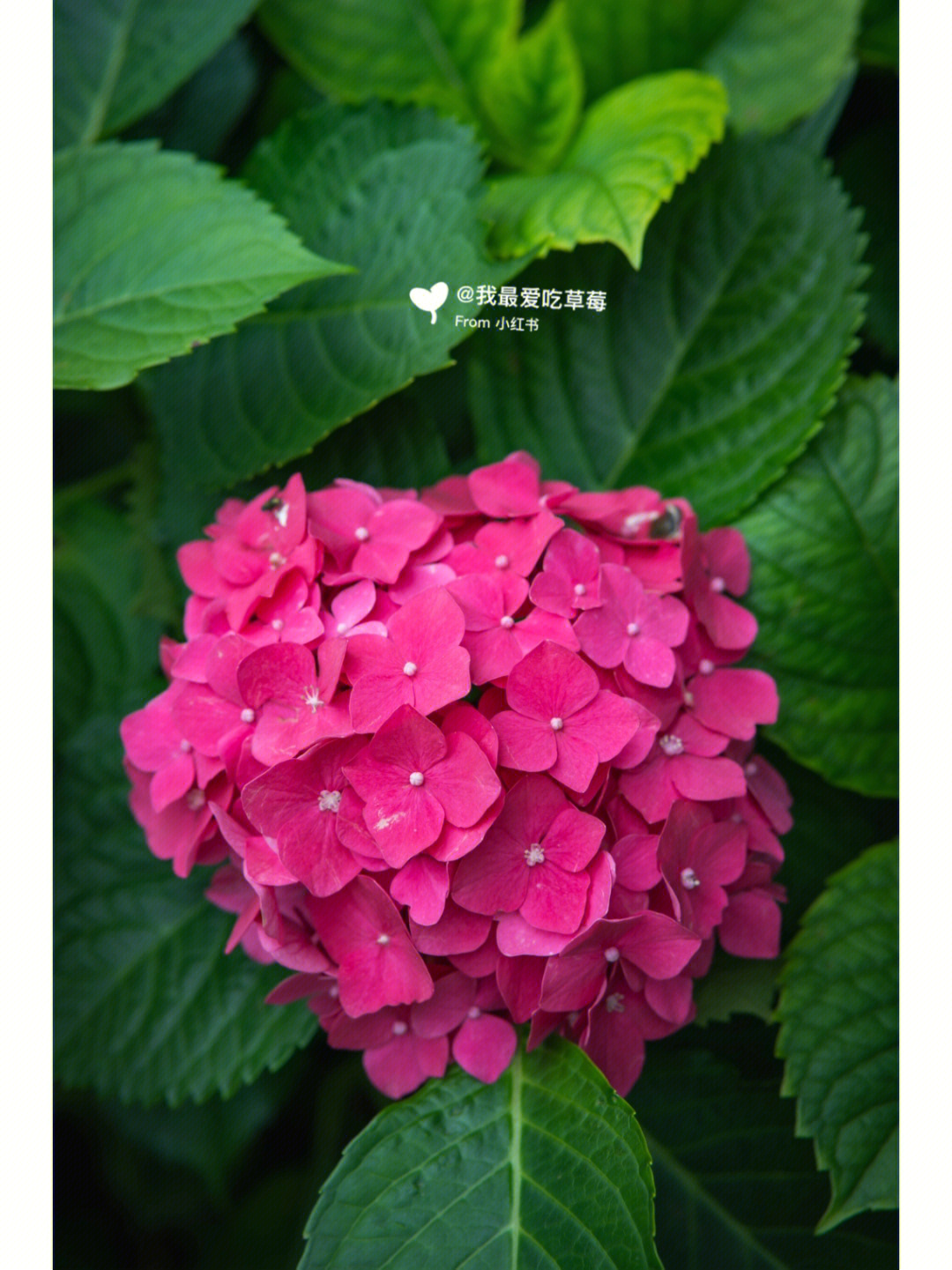 红色绣球花的花语图片