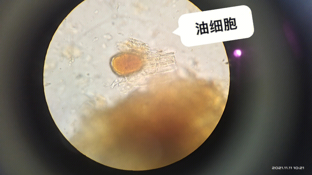 天麻粉末显微镜特征图图片