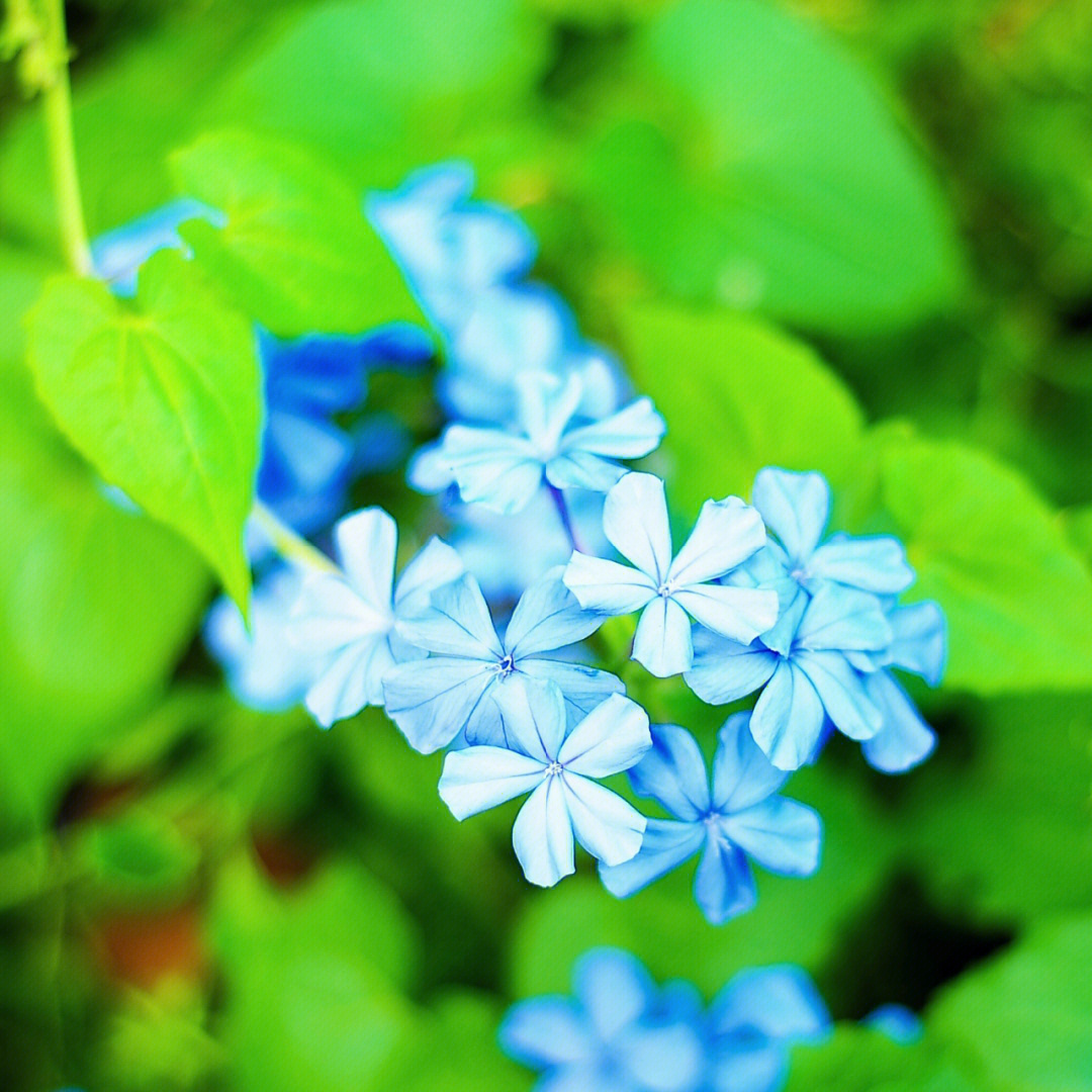 好一朵美丽的小蓝花