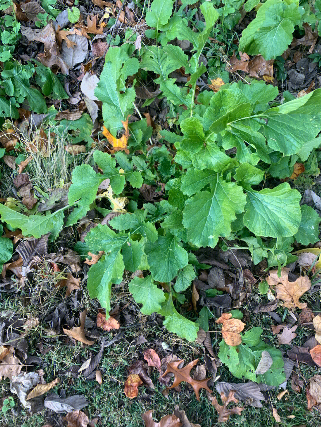 野生腊菜简介图片