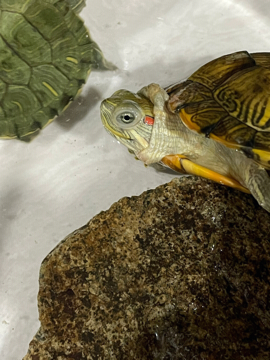 巴西龟宠物龟  昨天回家发现小孩买了两只乌龟回来,说是巴西龟,做了
