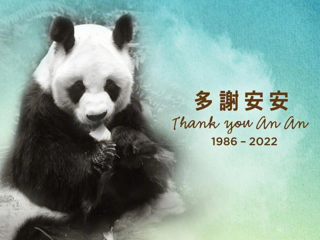 熊猫安安门业图片