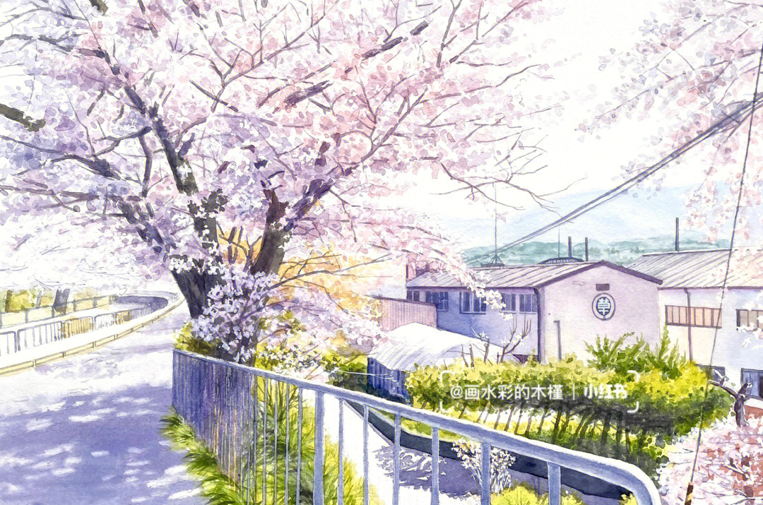 水彩笔画樱花树图片