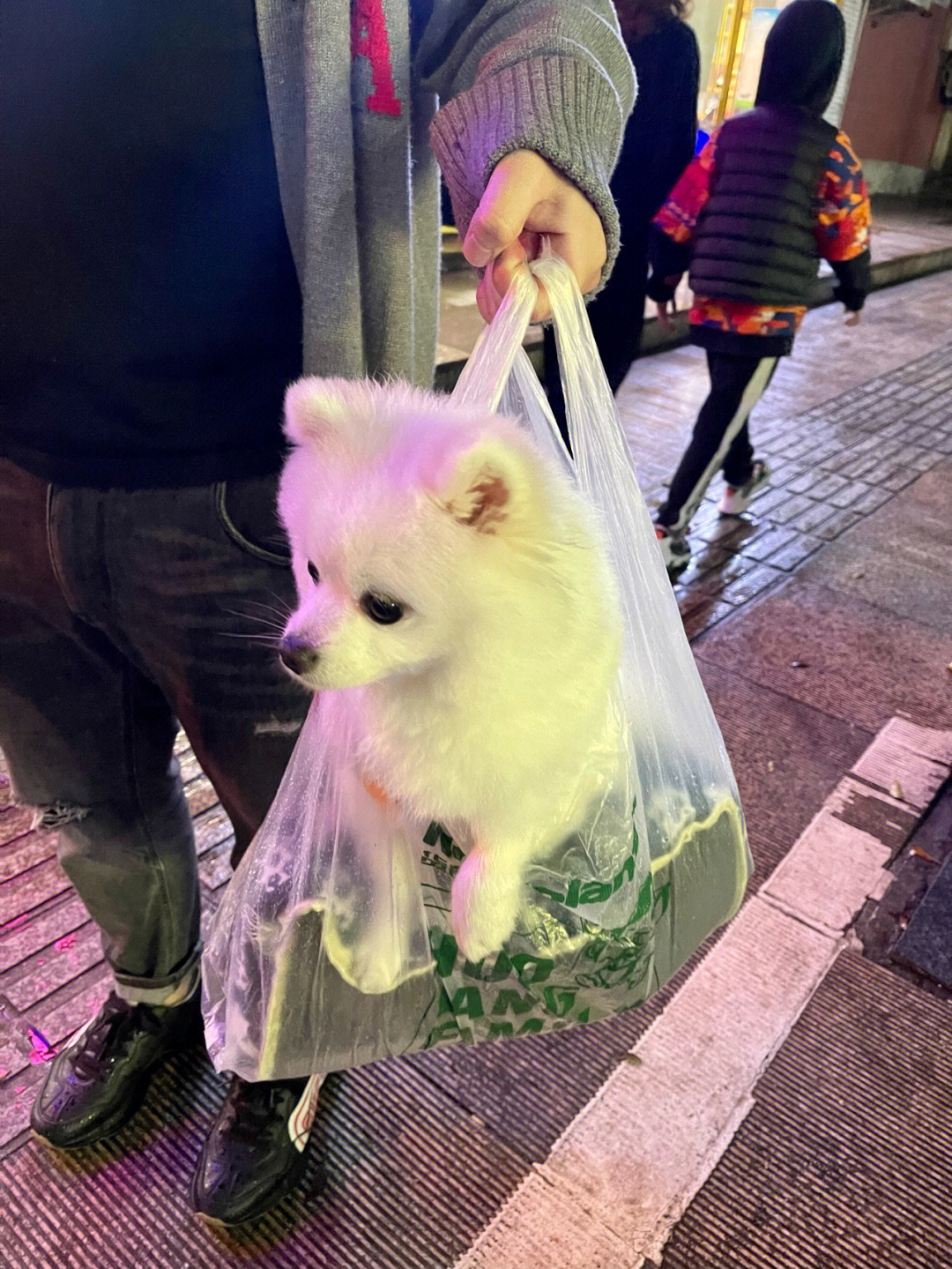 下雨天被baba提着的修狗