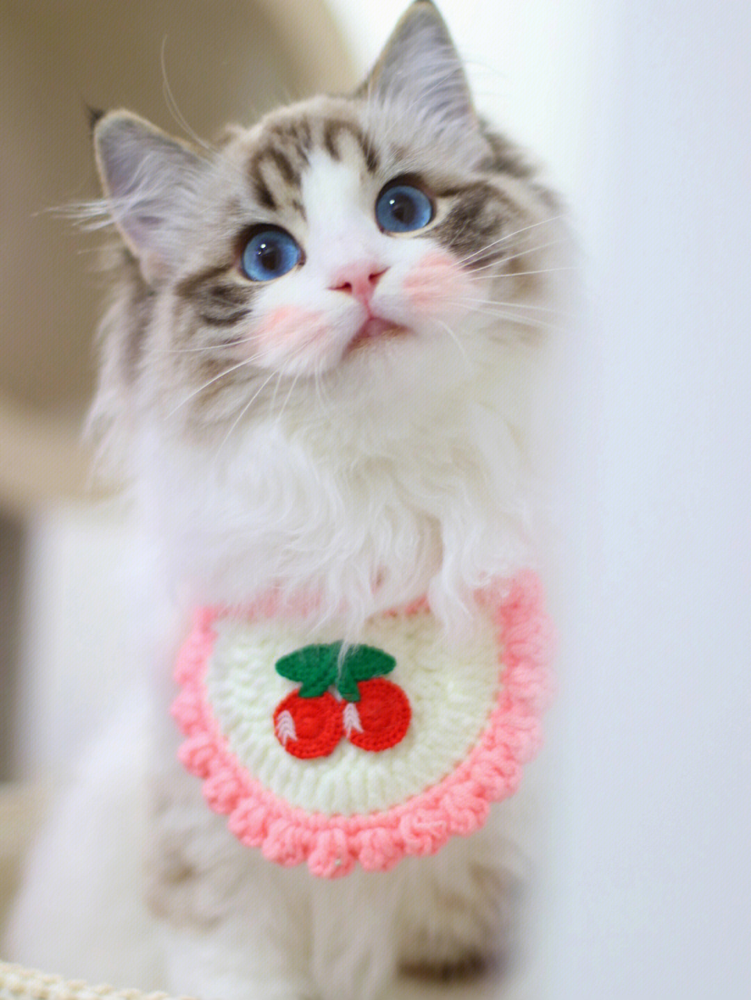 雪饼小猫咪图片