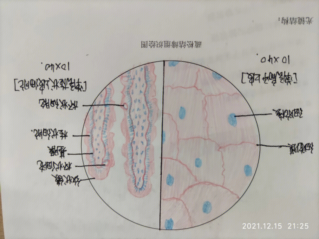 细胞凝集原理手绘图图片