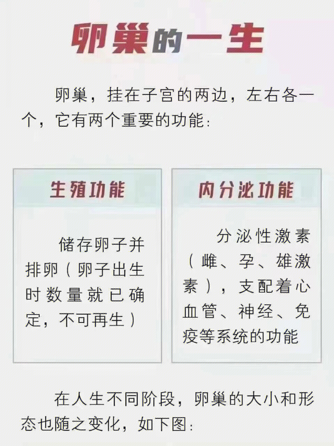 女性的卵巢,正常到35岁之后就开始走下坡路