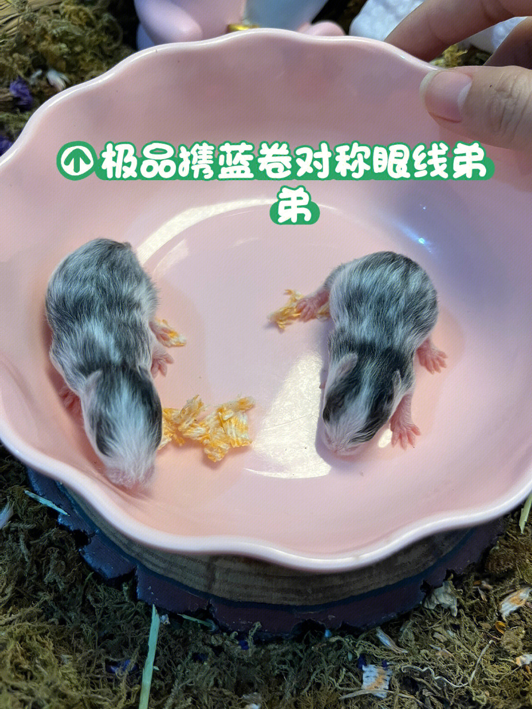 绝对极品种公#金丝熊崽崽#金丝熊#仓鼠金丝熊#卷毛金丝熊