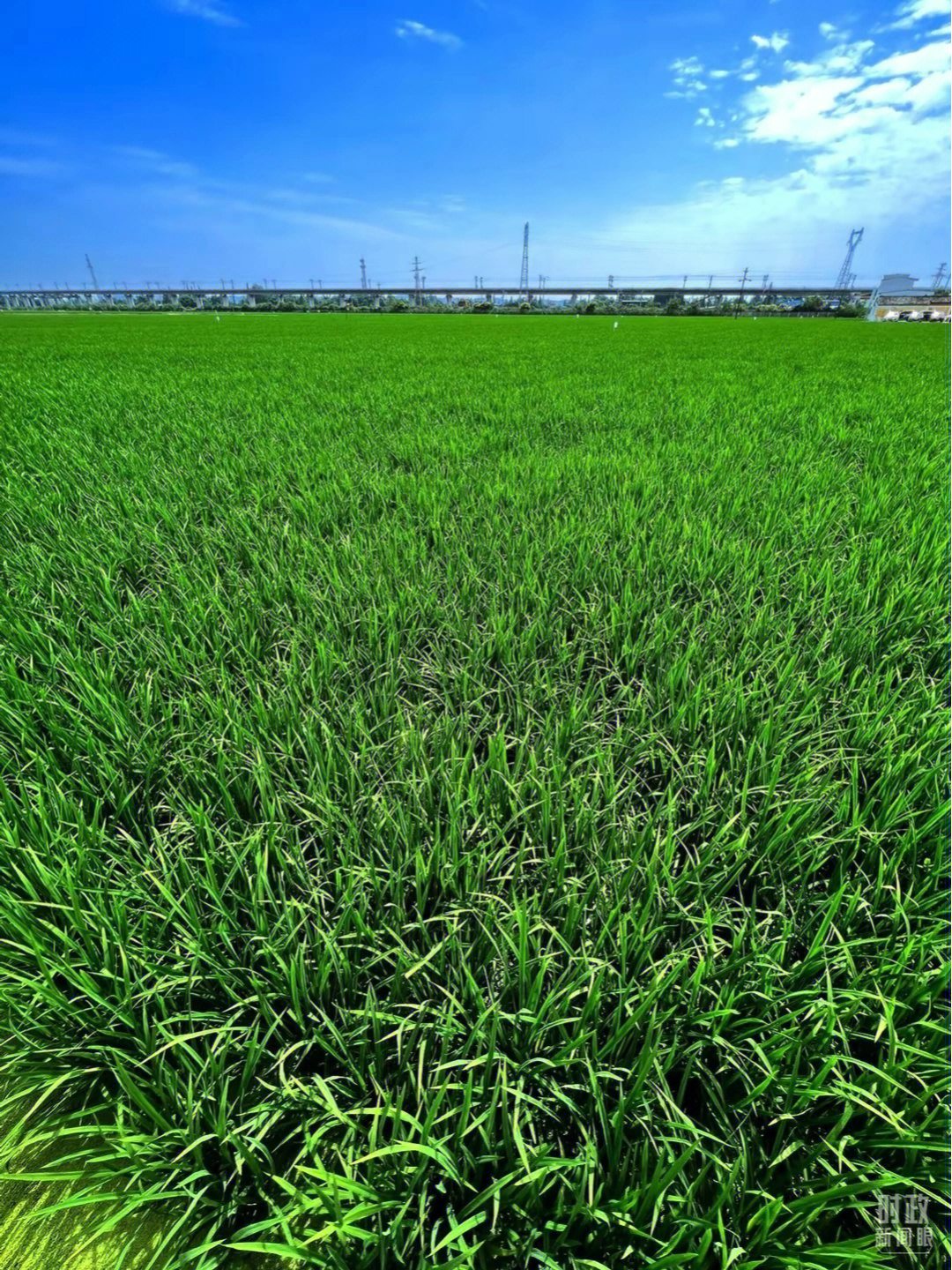 1图:最大的水稻新品种新技术试基地(总台央视诸者杨新禹拍摄)2图:四川