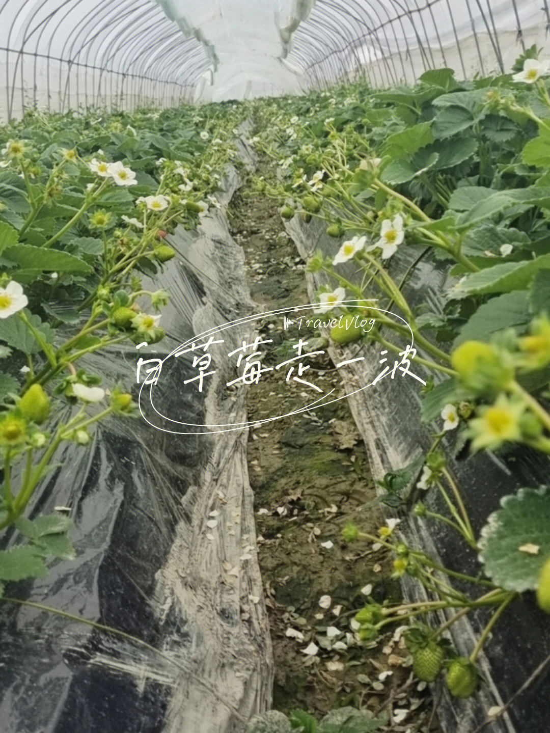 白草莓功效图片