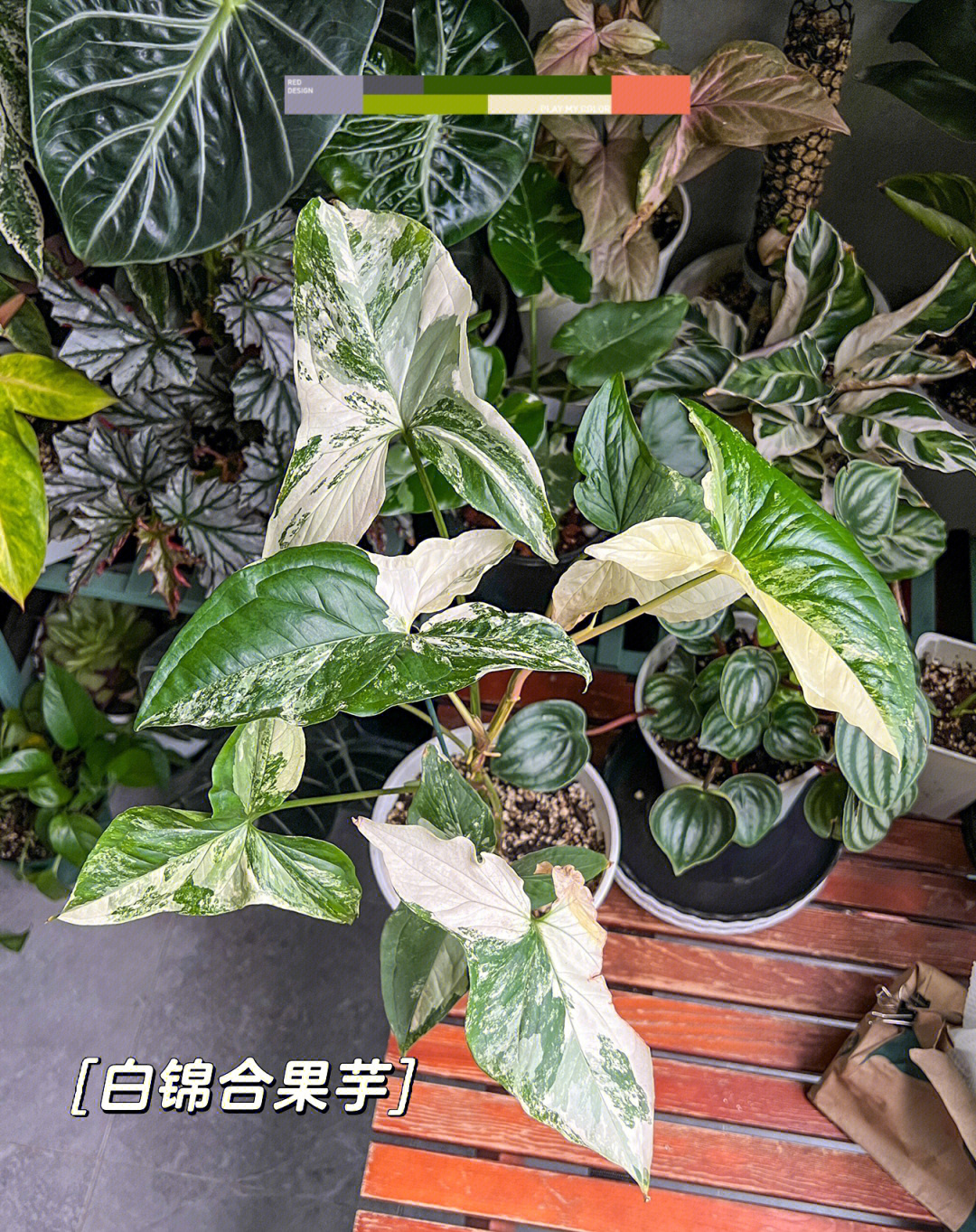 白锦合果芋