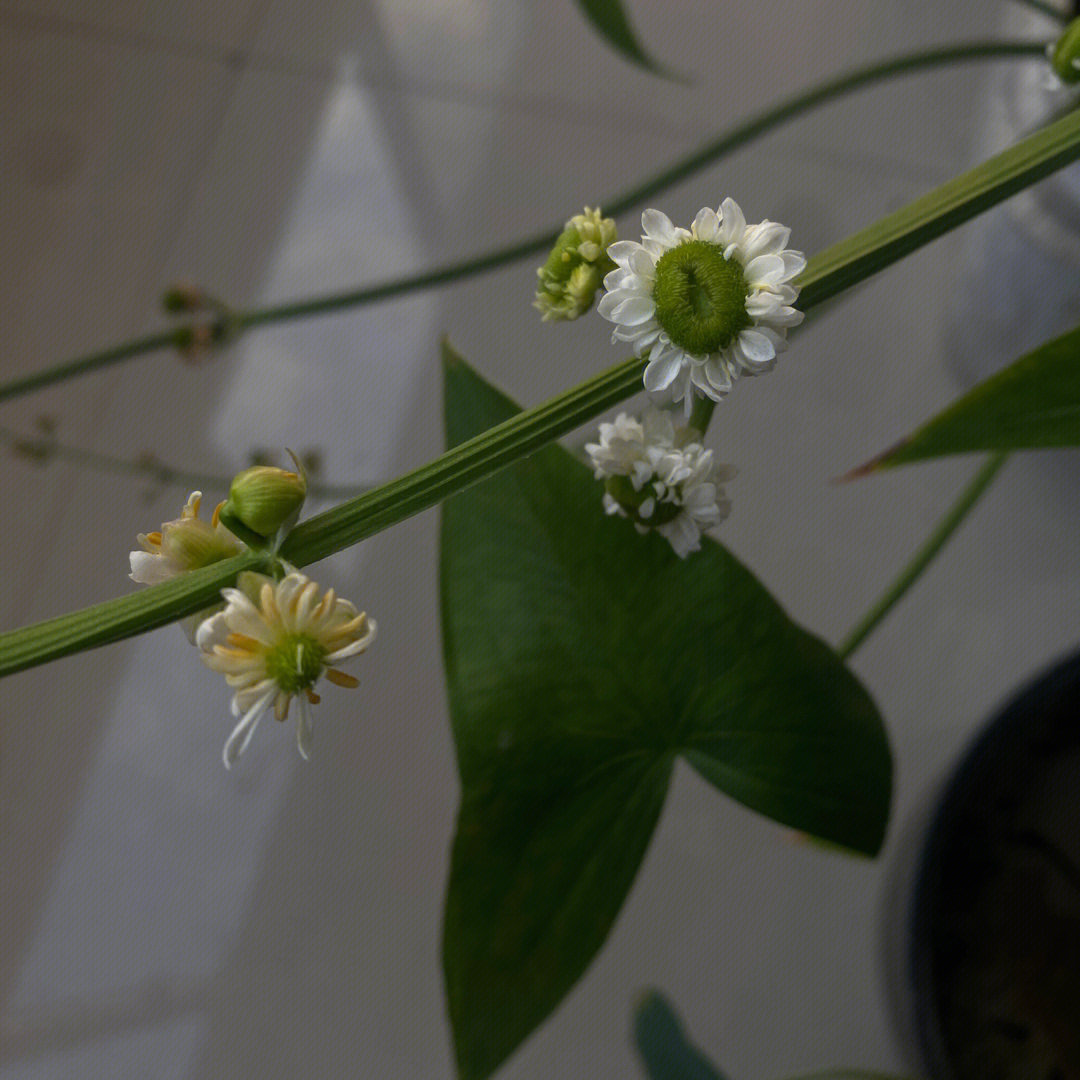 这颗慈菇是不是重瓣得不太成功