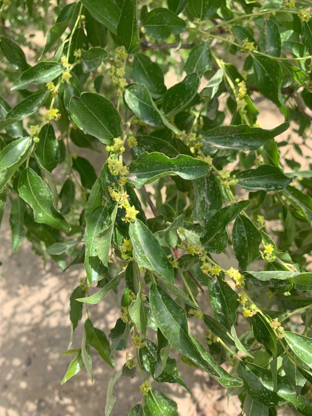 枣树几月份开花图片