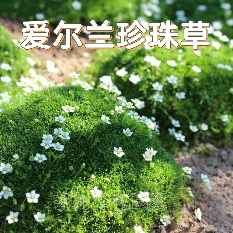 珍珠草种植方法图片