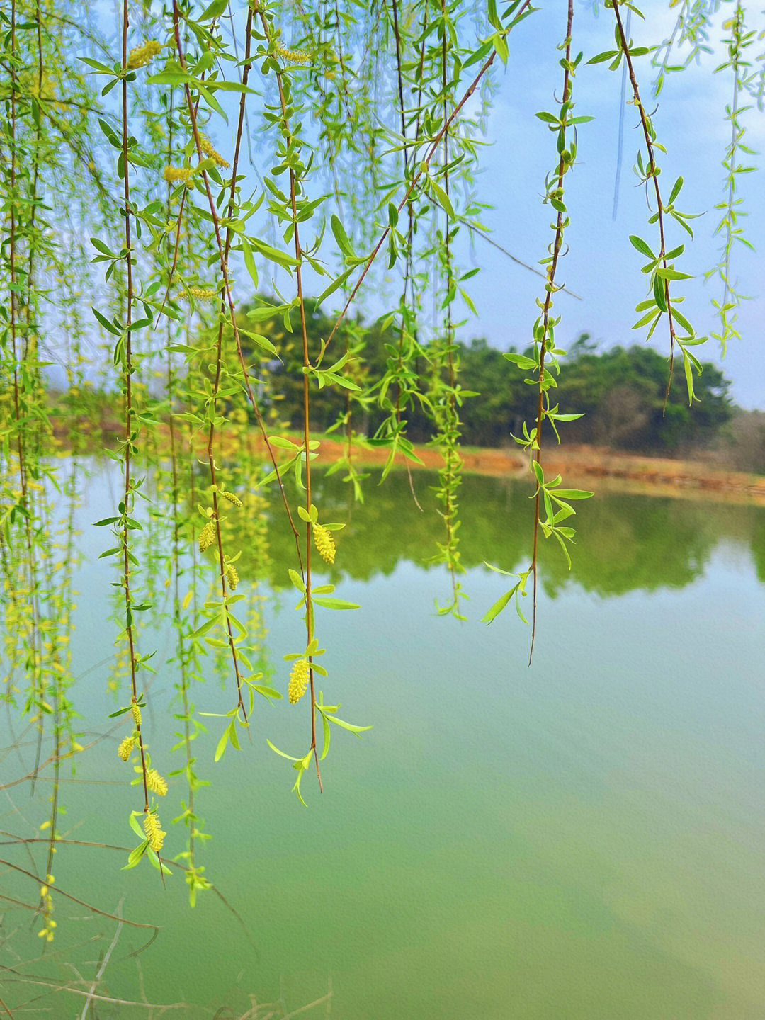 手机壁纸高清春天风景图片