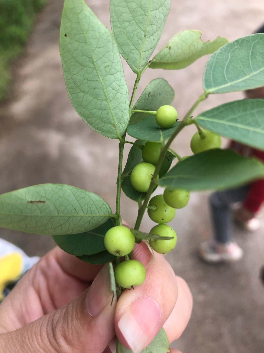 野生的油甘能吃吗