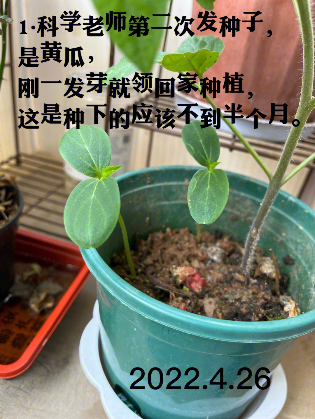 黄瓜种子种植方法步骤图片