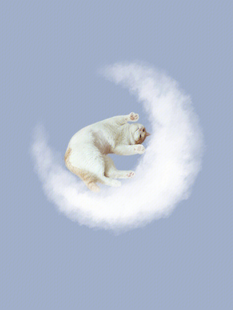 柔软的猫猫和云朵最配啦