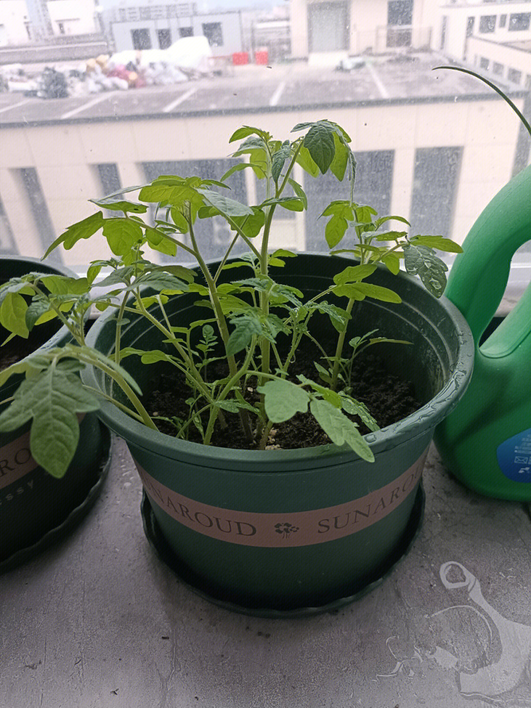 小番茄种植过程