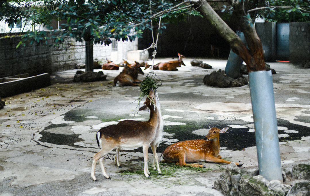 野鹿衔花图片