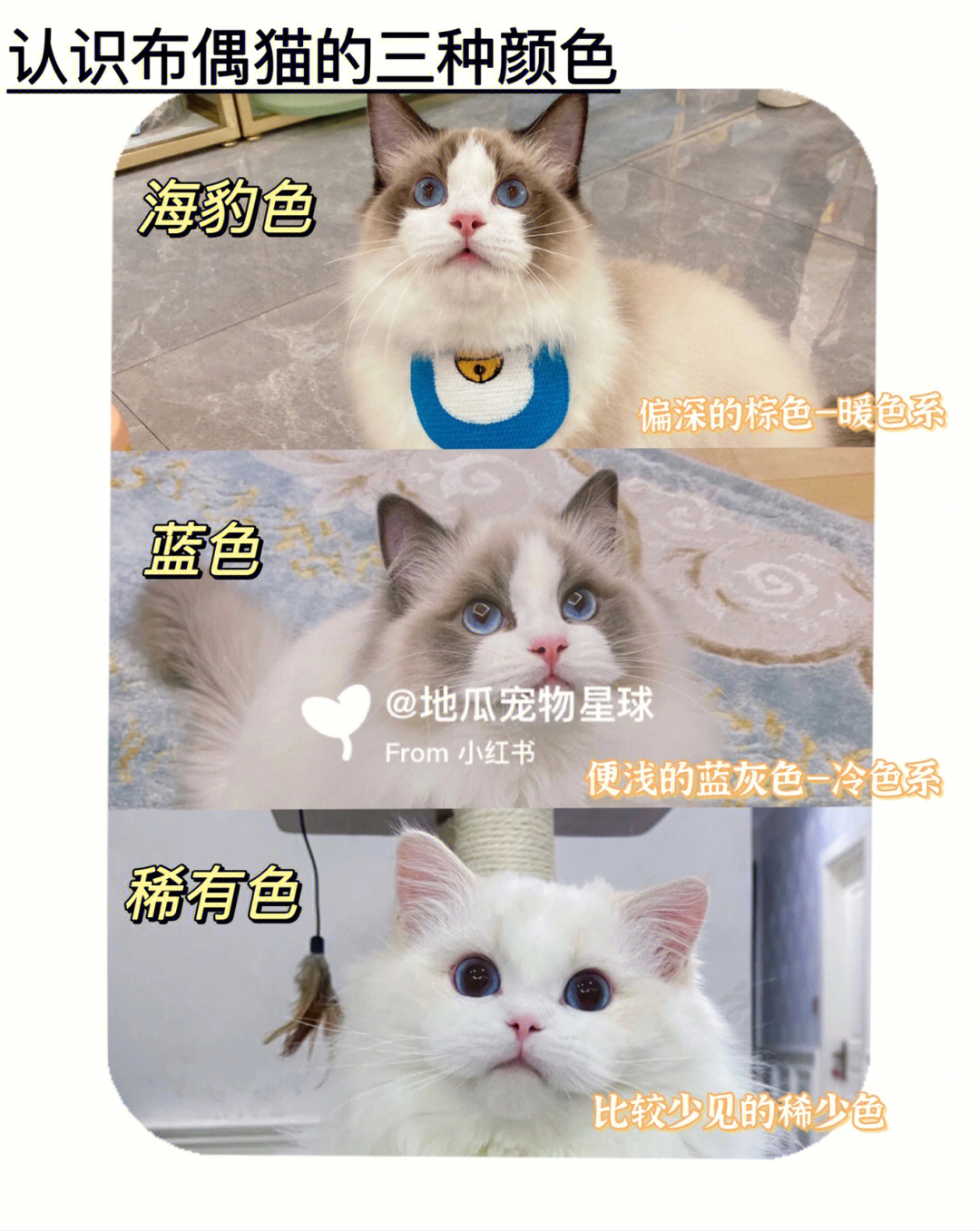 布偶猫的7种分类图片