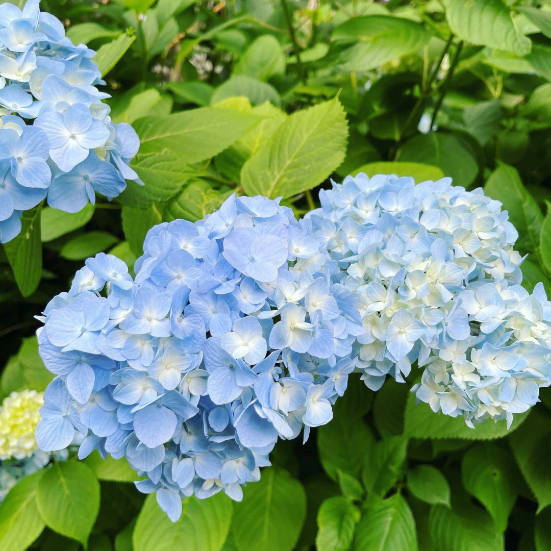 紫阳花花萼图片