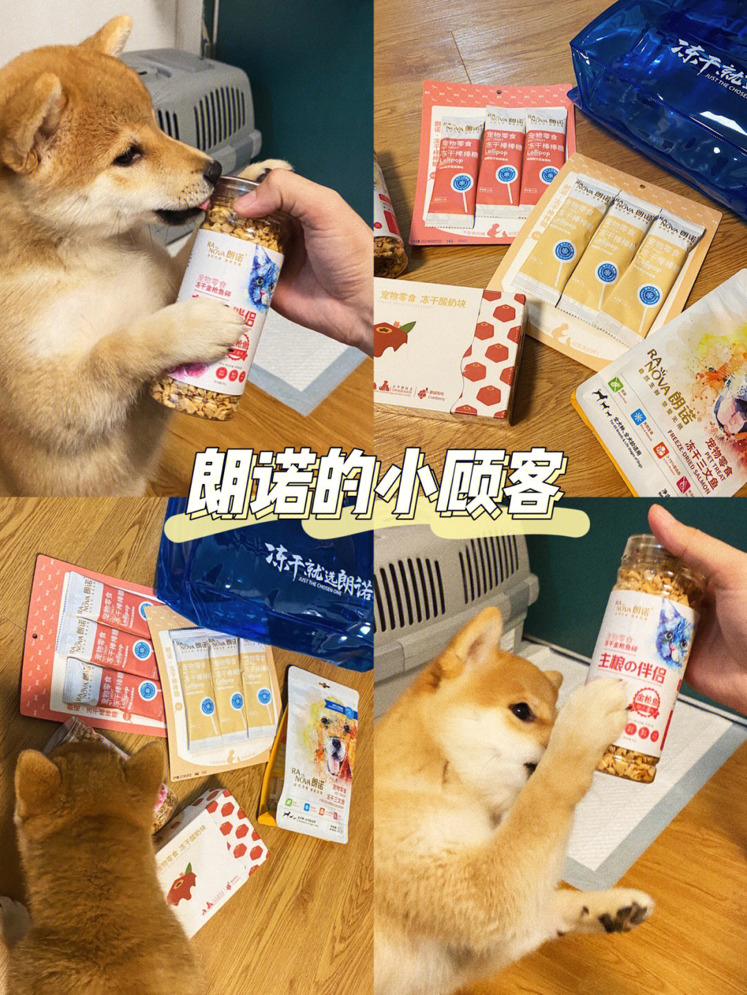 柴犬就是行走的表情包,一看就是生活无忧的幸福毛孩子.