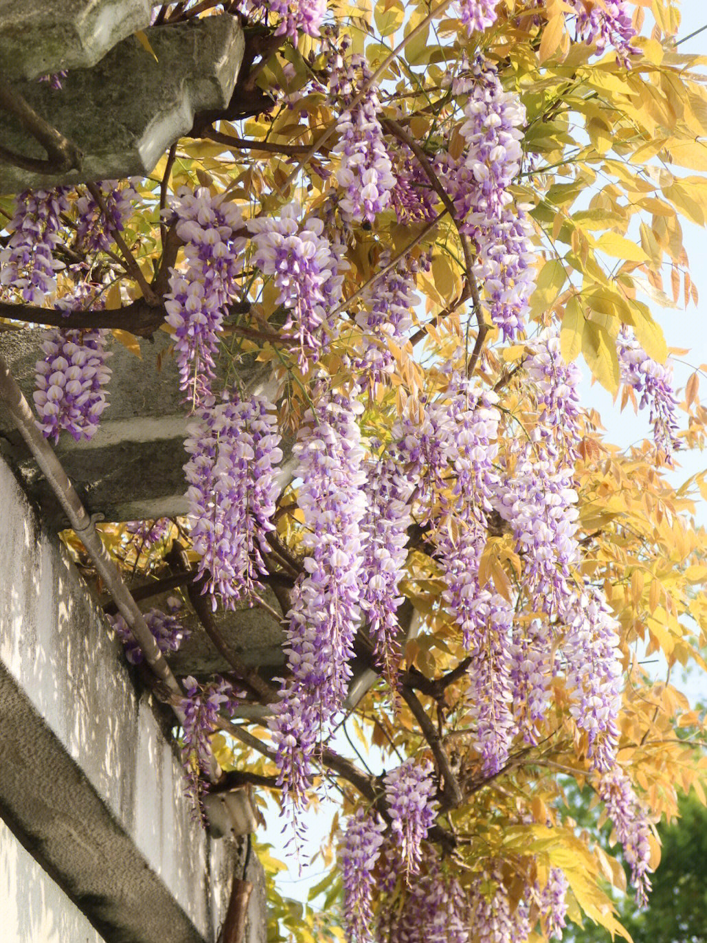 又见紫藤花开