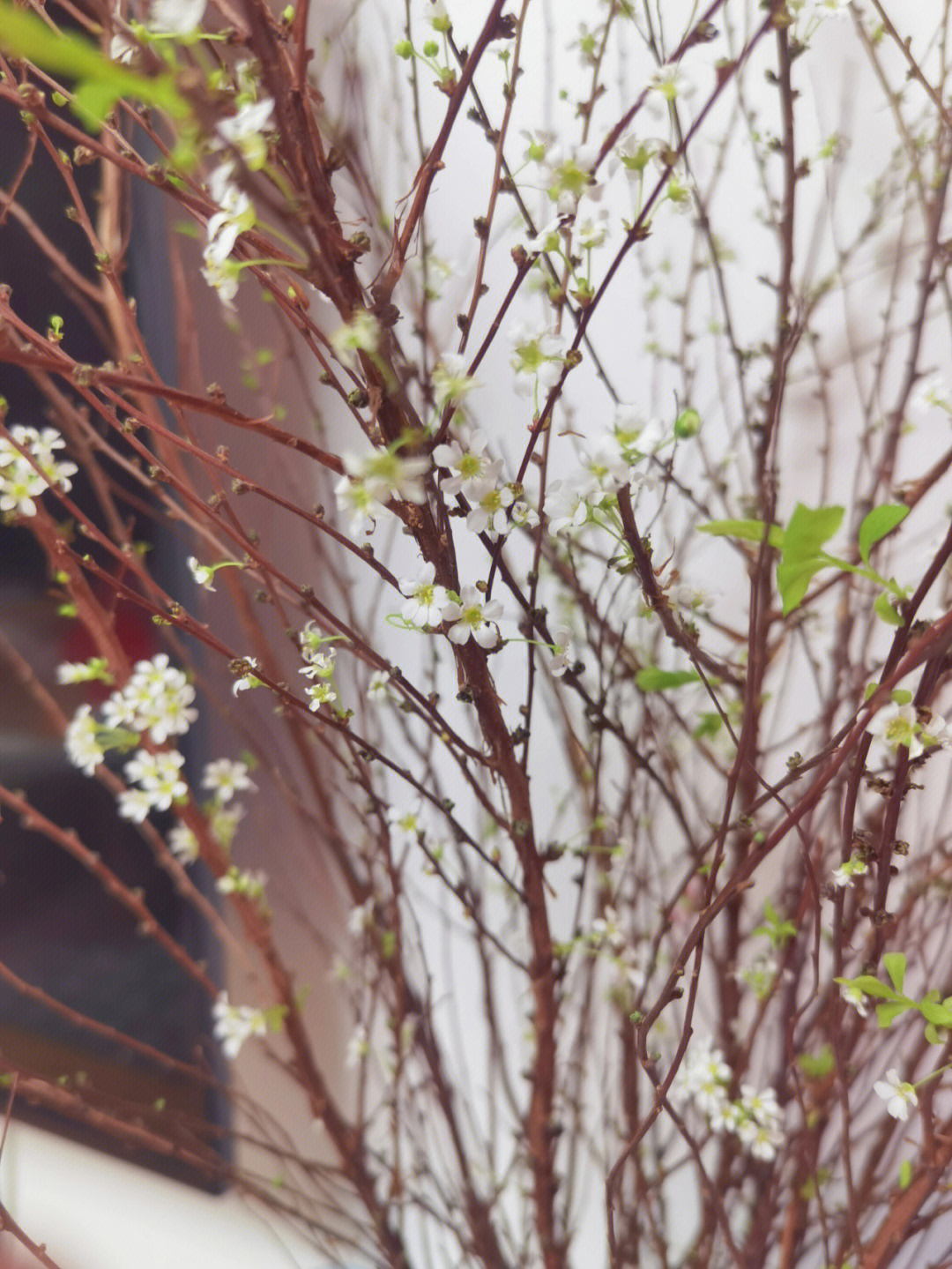 雪柳开花季节图片