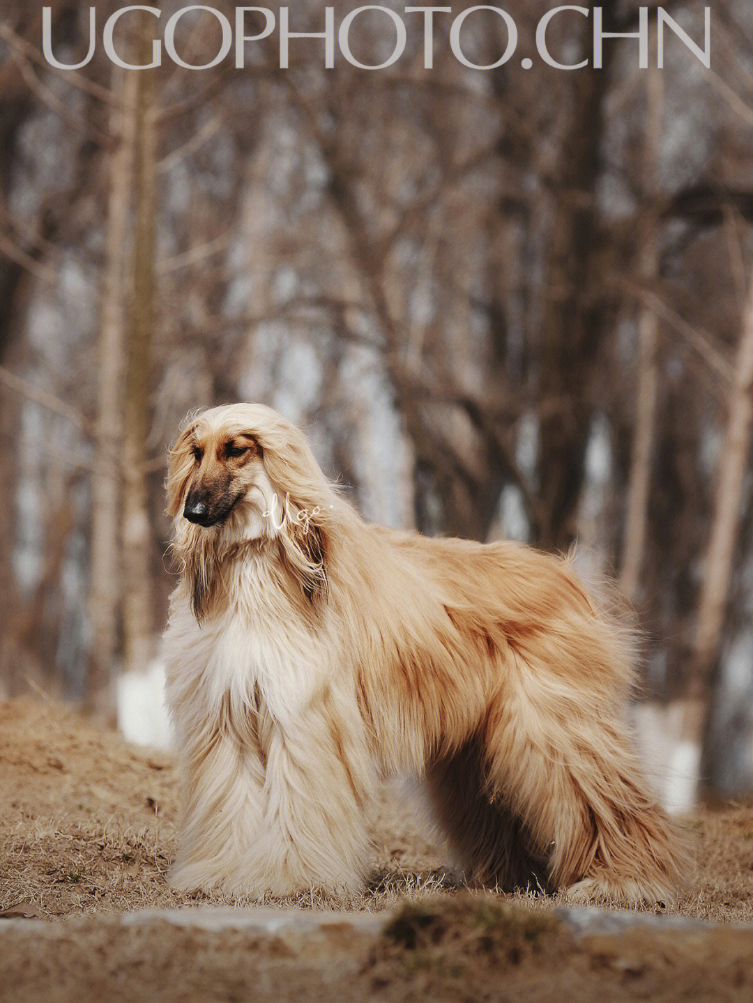 阿富汗猎犬