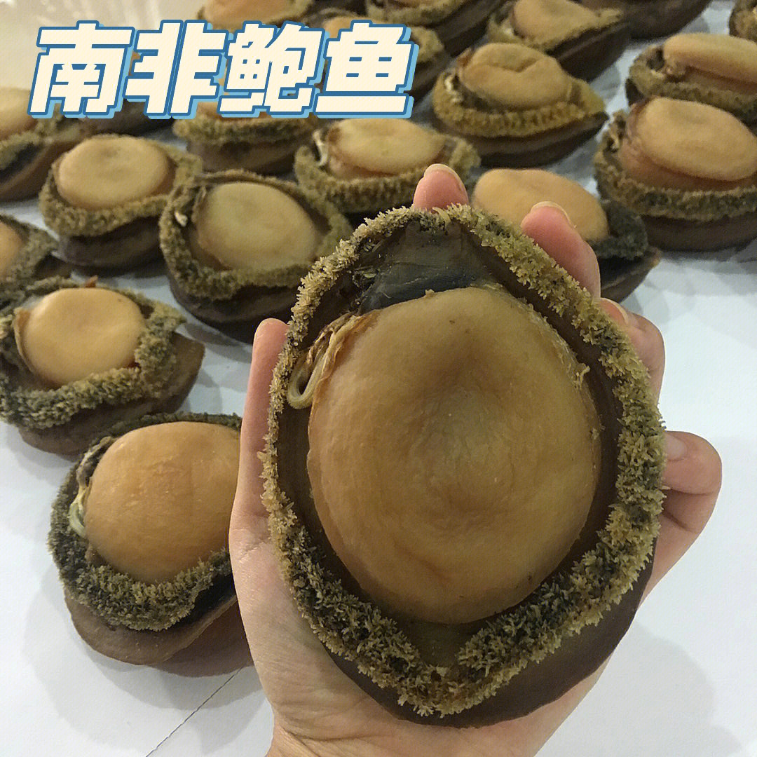 南非鲍鱼的存放