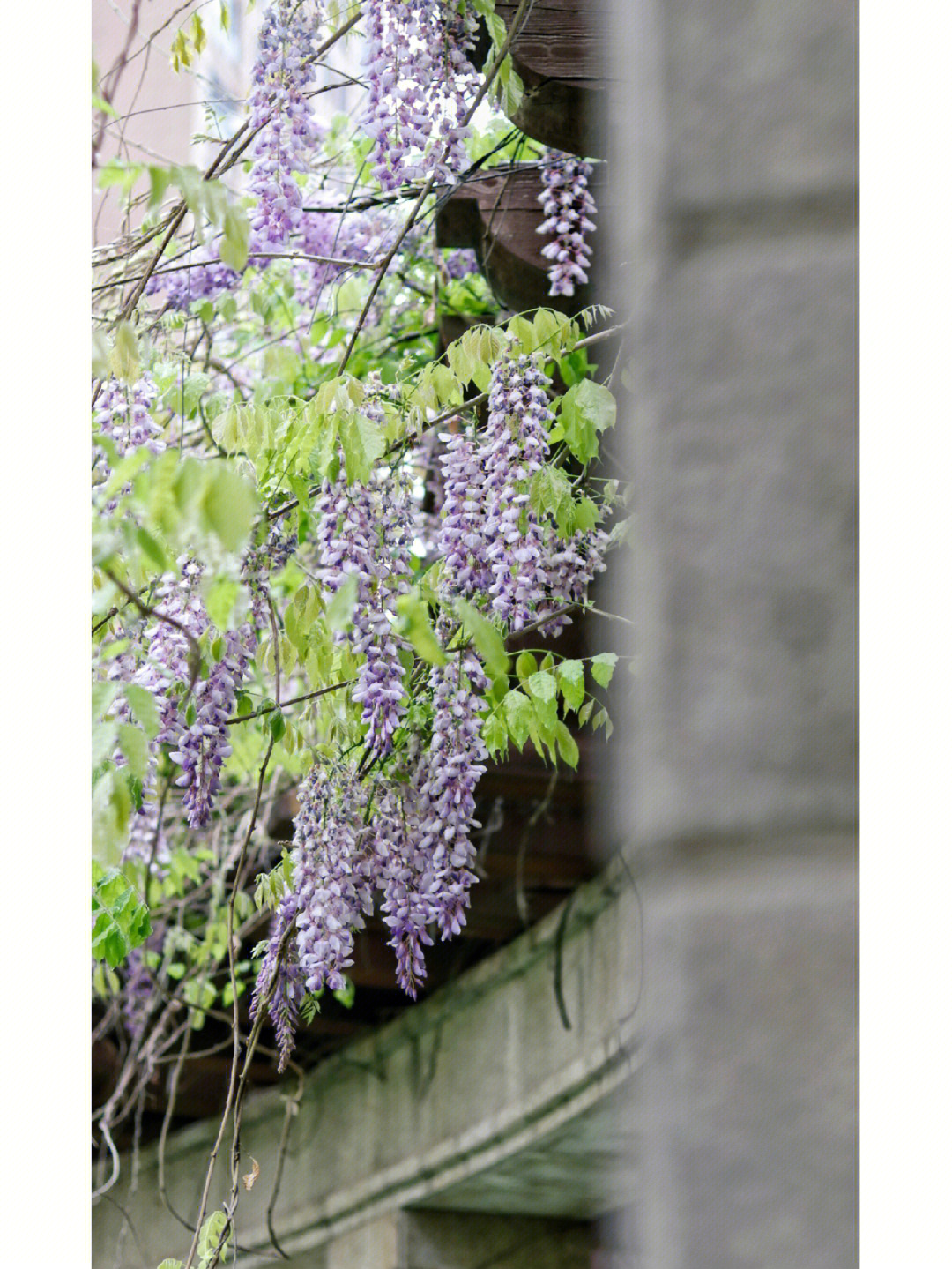 紫藤花园胡亚捷图片