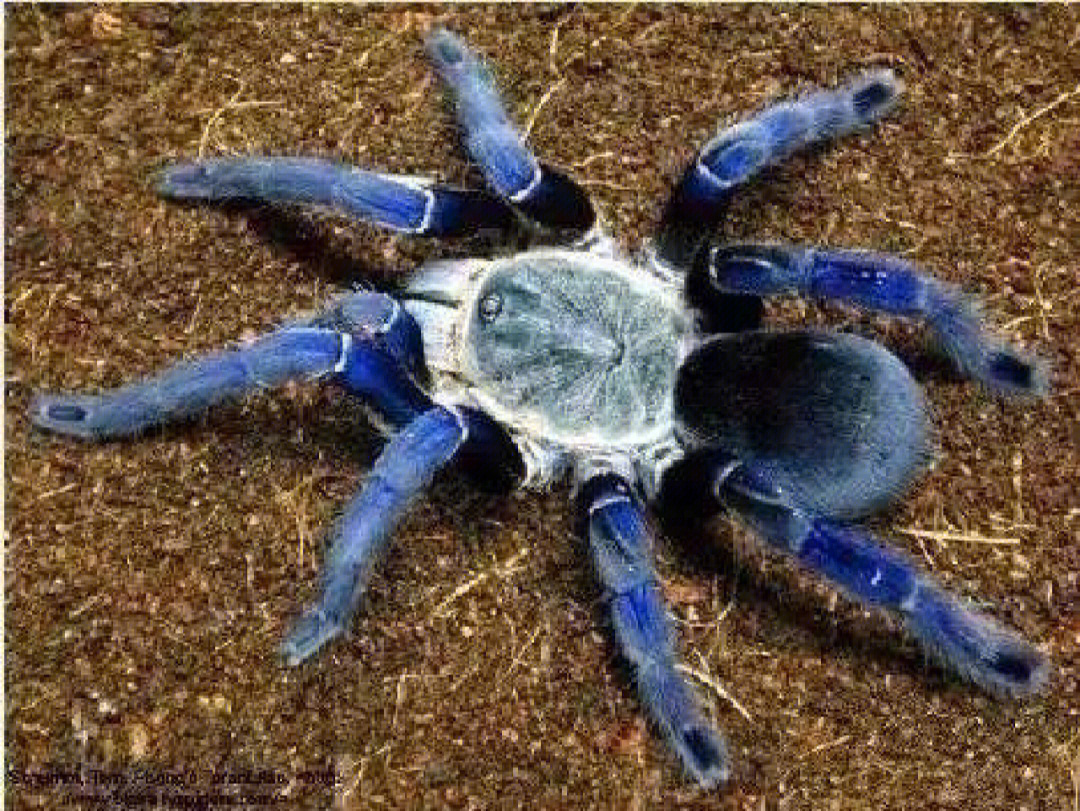96泰国金属蓝的幼体呈灰黑色,一般情况下泰国金属蓝是不会呈现出