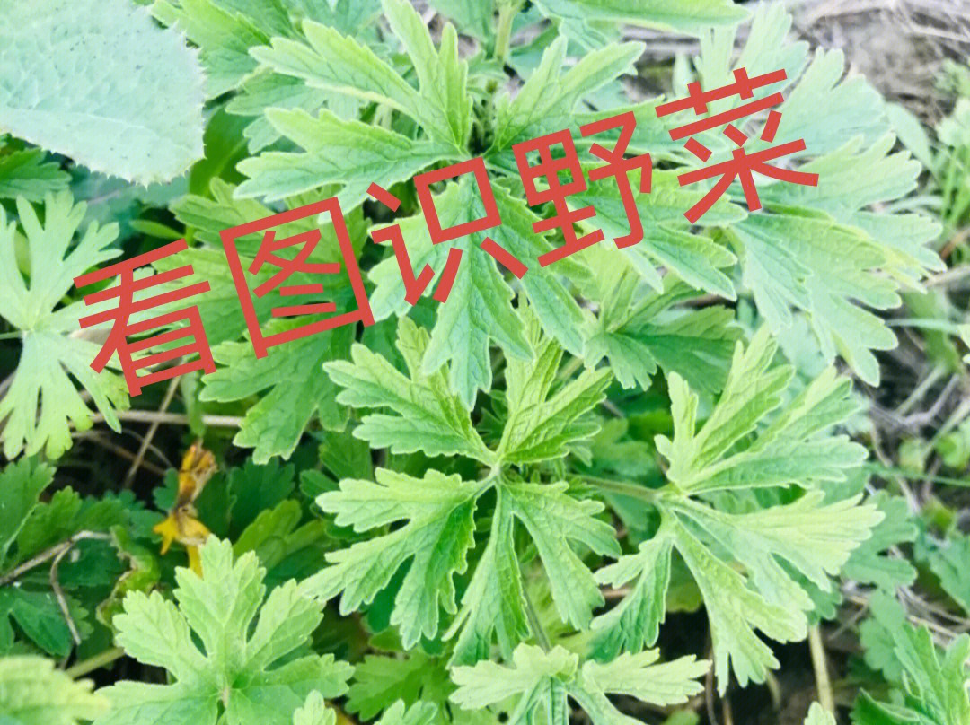 怎样区分真假荠菜图片