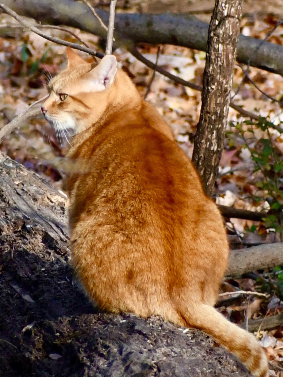 森林中的野猫