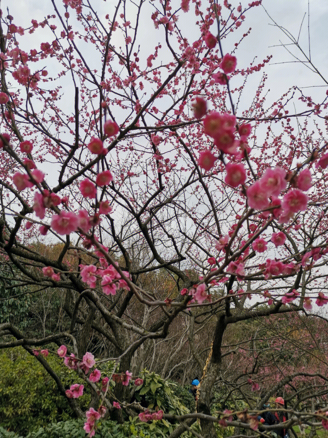 梅花不开花时的样子图片