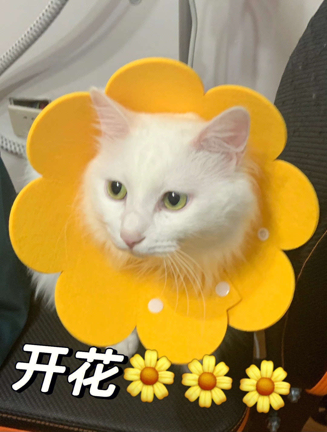 一只开花的猫