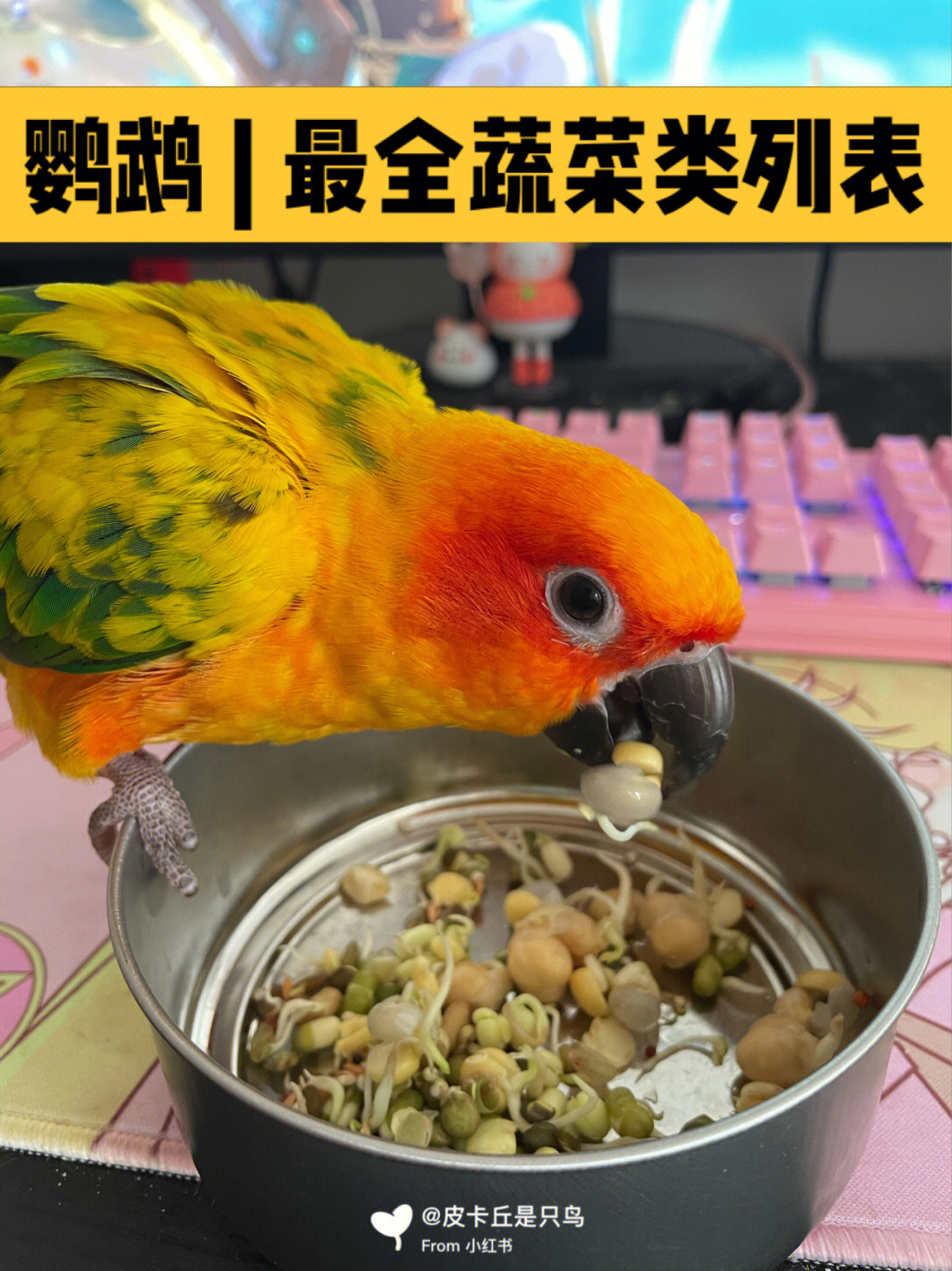 鹦鹉最全蔬菜食物列表02文字版