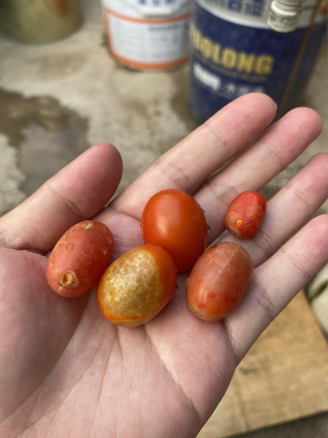 圣女果腐烂图片图片