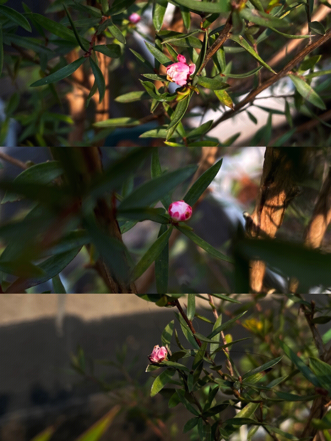 garden松红梅的三棵小花