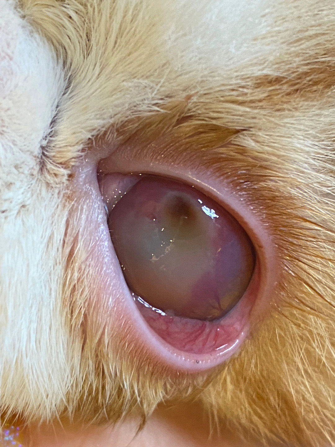 猫咪角膜溃疡角膜溶解角膜腐骨云南昆明