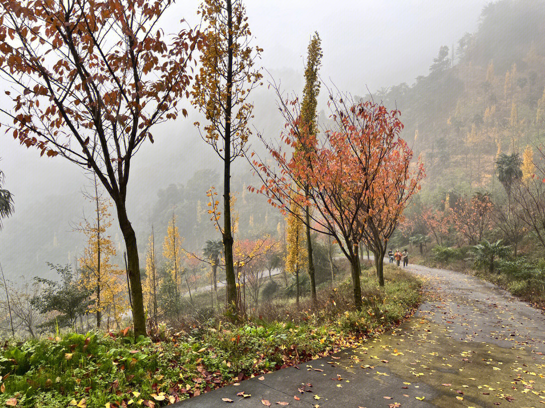 成都周边轻徒步又一宝藏地铜马沟竹海公园