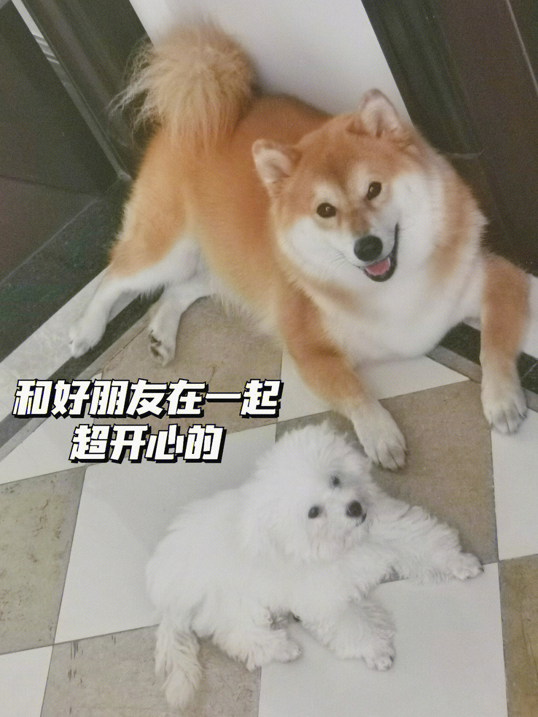 柴犬和比熊杂交的狗图片